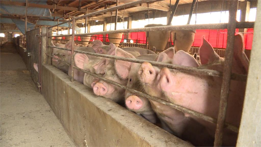前進應變所成立防堵非洲豬瘟！　28頭染疫豬流入市場　農業部：層層把關
