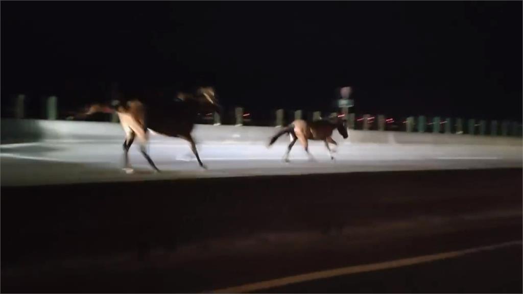 台61驚現「2馬狂飆」1匹遭撞飛倒地亡 競速畫面曝光網歪樓:已超速!