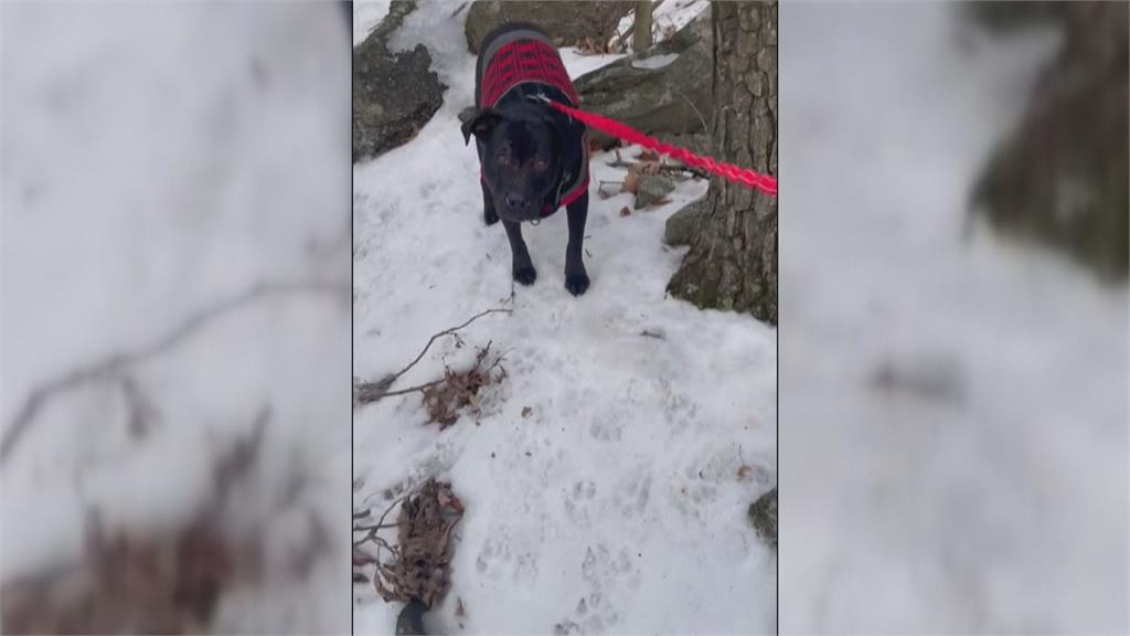 美國黃金獵犬幼犬走失! 飼主急尋 幸廢棄礦坑中順利尋獲