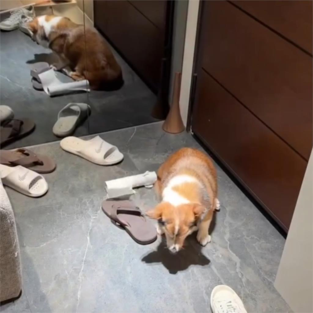 柯基遭手搖店老闆「揮棍喊去S」!網氣爛檢舉「議員怒出手1事」他慘了