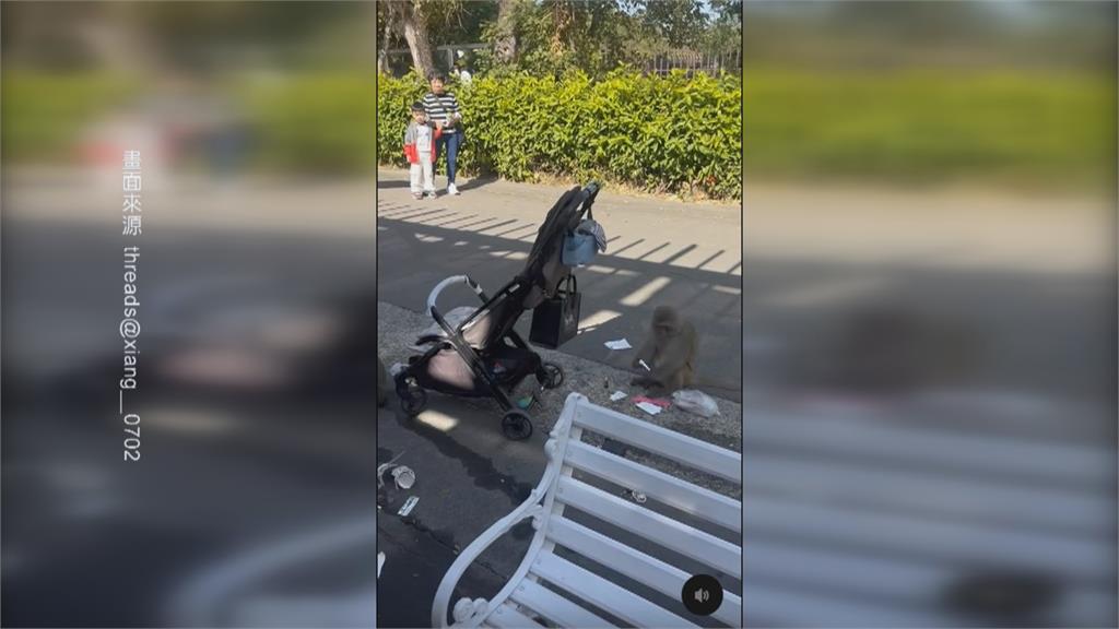 壽山動物園「獼猴大鬧」！　行搶嬰兒車、奶瓶遊客困擾
