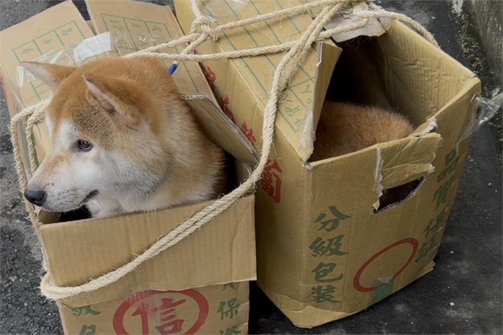 快新聞/滿地柴柴!新竹驚傳多隻柴犬遭沿路丟棄 後續有望開放認養