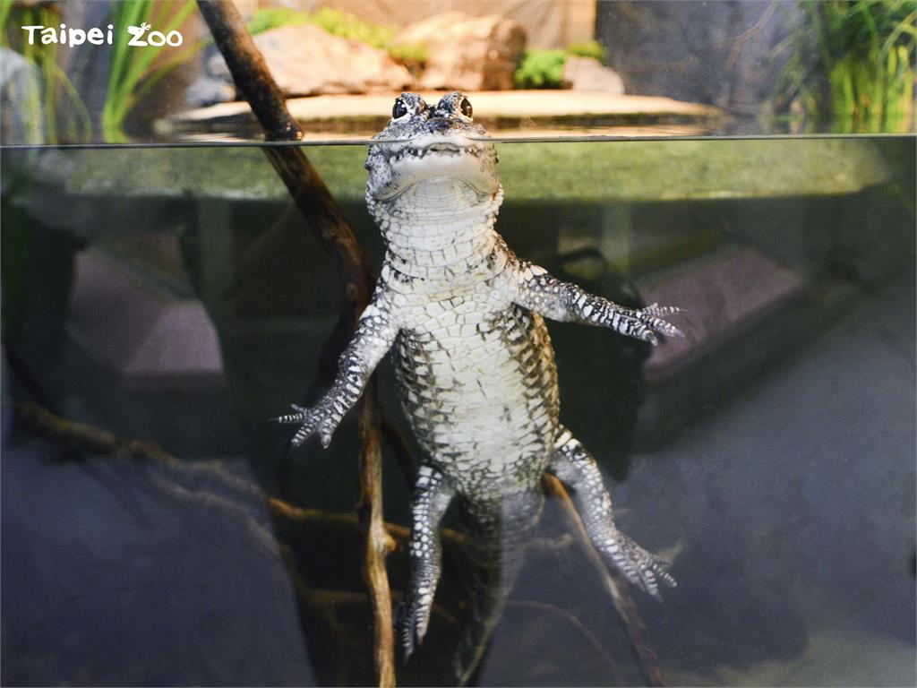 鱷魚都很嚇人？台北動物園「揚子鱷」個性膽小　水下呆萌照曝光