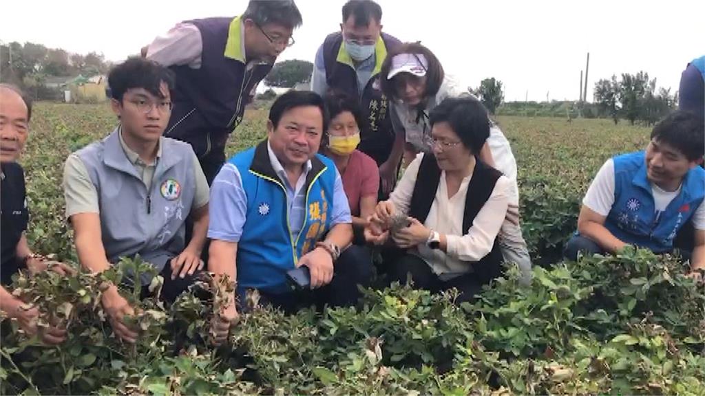 不敵「小犬」狂風挾帶大量鹽塵　彰化縣「鹹水哀」災情農損恐達7千萬