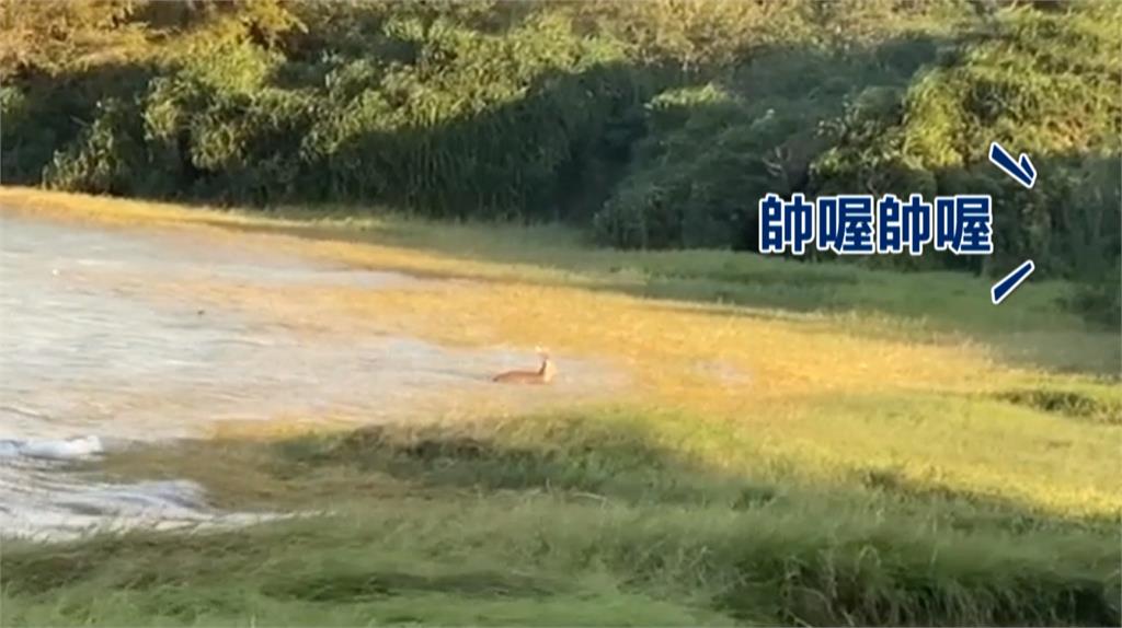 樺加沙暴風圈掃過! 南灣見梅花鹿"巨浪中游泳"