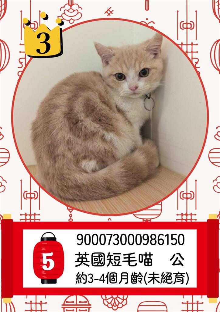 快新聞／太可愛！嘉縣「收容貓咪」開放抽籤認養　中獎率不到1%