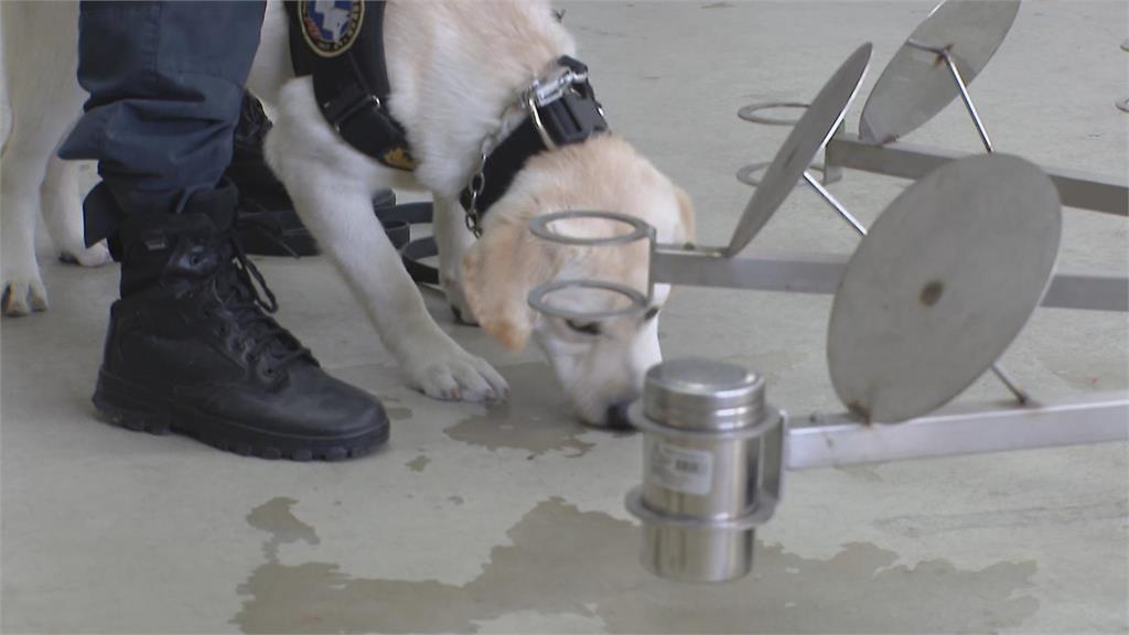 警犬、搜救犬成最萌生力軍！　新警犬「大福」報到萌翻網友