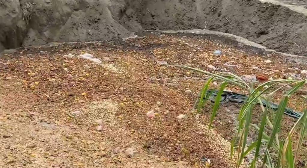 台中市府遭點名清消不確實 卓揆要求廚餘去化廠改進