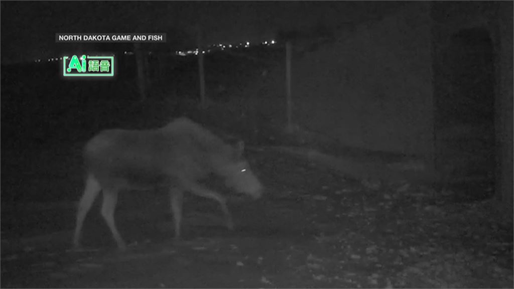 野外攝影機捕捉珍貴畫面 揭開野生動物神祕生活