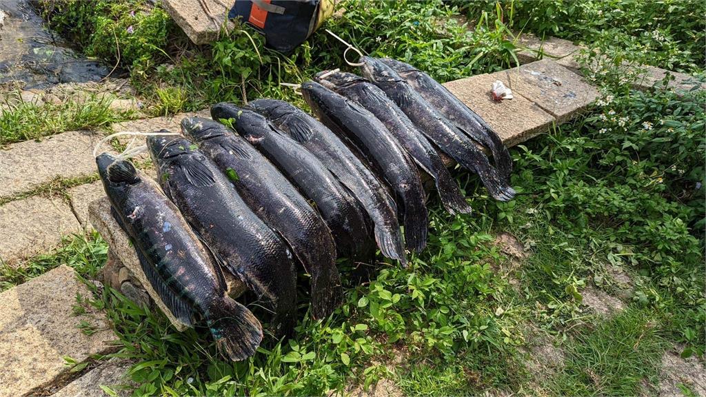 多圖/日月潭「除虎」有成!12條「超巨魚虎」1字排開驚人畫面曝光