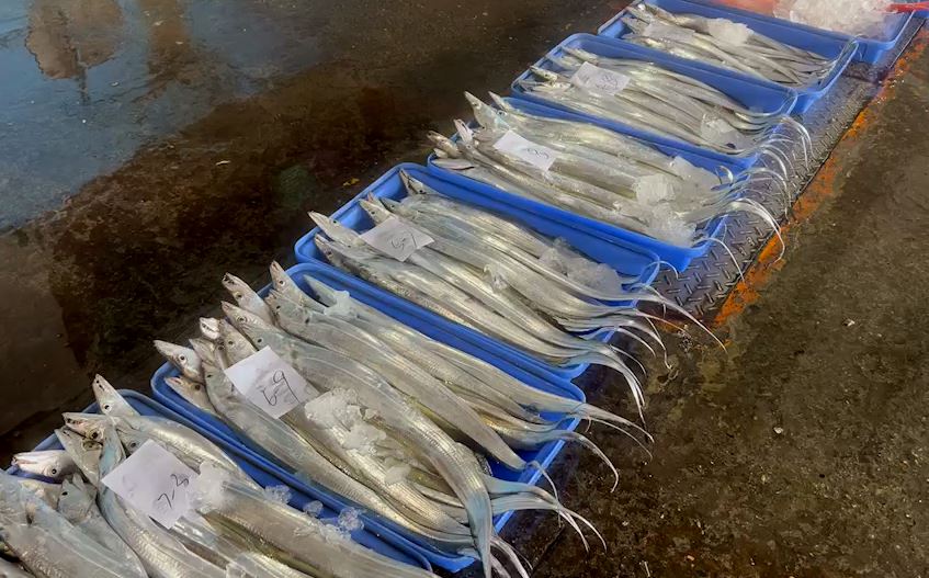 東北季風帶來白帶魚 台東新港漁民海釣滿載而歸