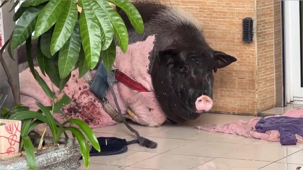 非洲豬瘟全台戒備⋯台中驚見「寵物豬逛大街」!飼主「這原因」遭罰⋯全網歪樓