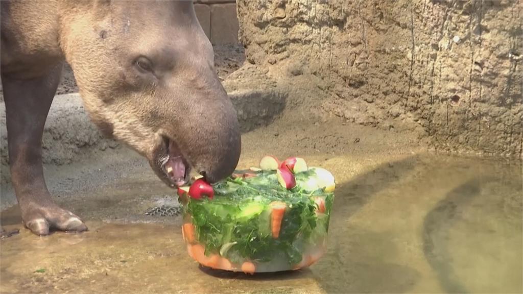 柏林動物園抗暑大作戰　特製蔬果冰棒大猩猩狂嗑