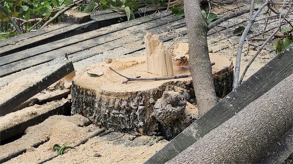 廠商出包! 花蓮138棵行道樹全遭砍光