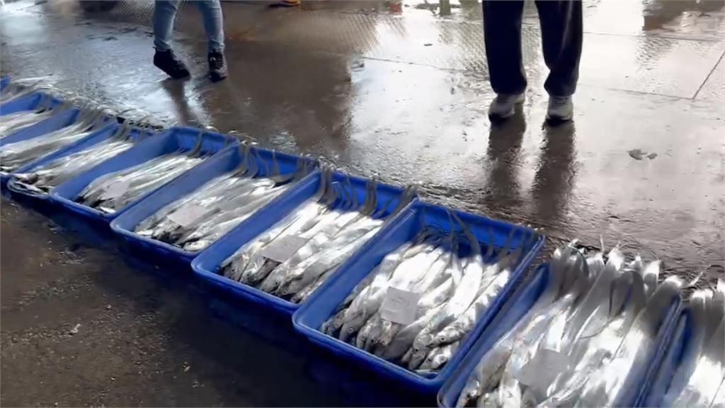 台東漁民捕白帶魚大豐收　地震魚意外入網直呼幸運