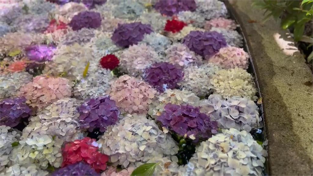 武陵農場水中花毯美翻　繡球花浸水池延長2週壽命