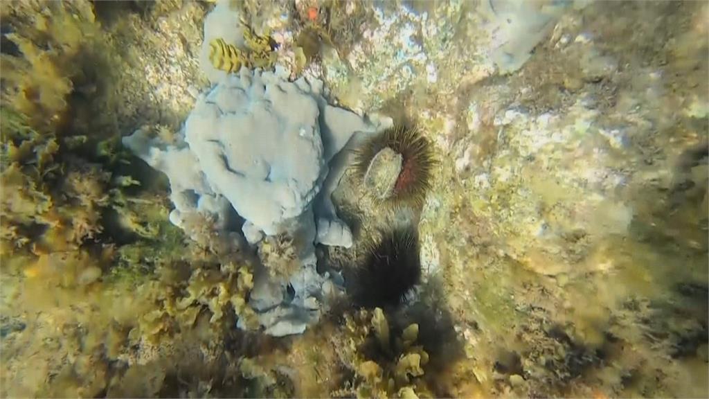 海膽過量影響生態平衡　澳洲鼓勵潛水抓來吃