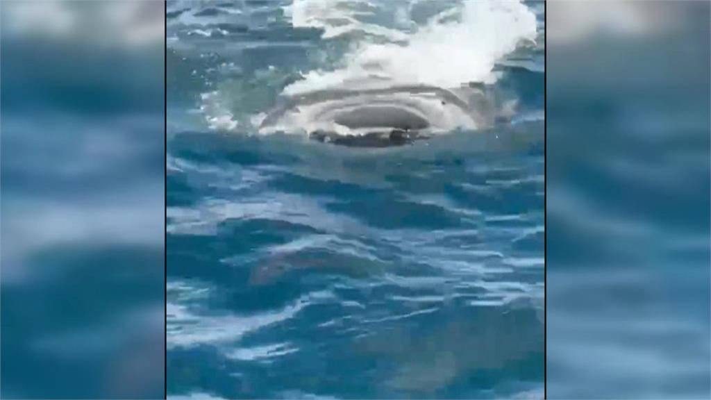大驚喜！澎湖海域赫見「鯨鯊貼身伴游」　船員、遊客驚嘆