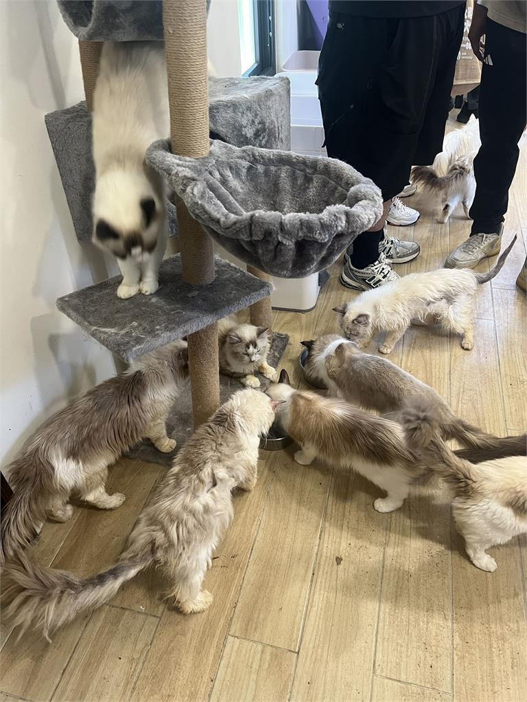 「貓間」煉獄!緝毒意外破獲非法養殖場 救出35品種貓