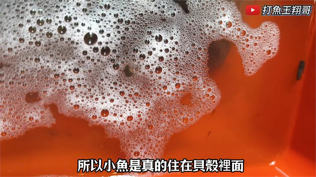 大豐收!達人河邊捕「神祕生物」發現1狀況 直呼:真是讓我太震撼了