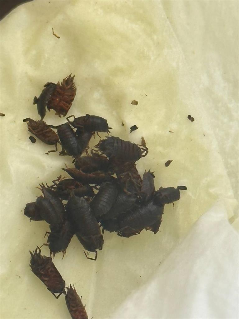 噁!美式賣場水果酒驚見「20隻黑蟲激似蟑螂」他吐爆 財政局出手了