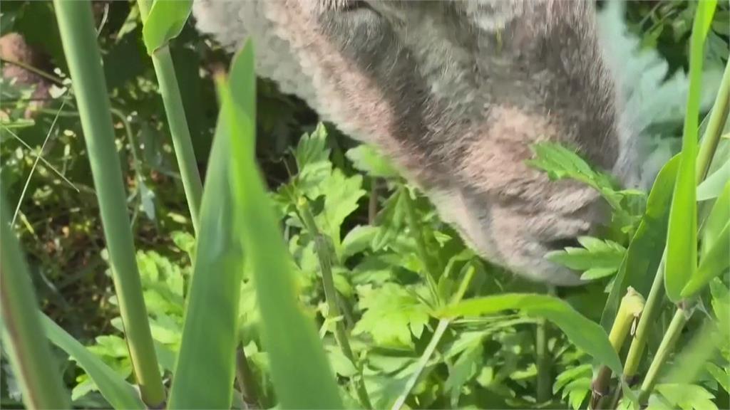 「羊咩咩」當打工仔「吃吃吃」 幫忙除草又環保