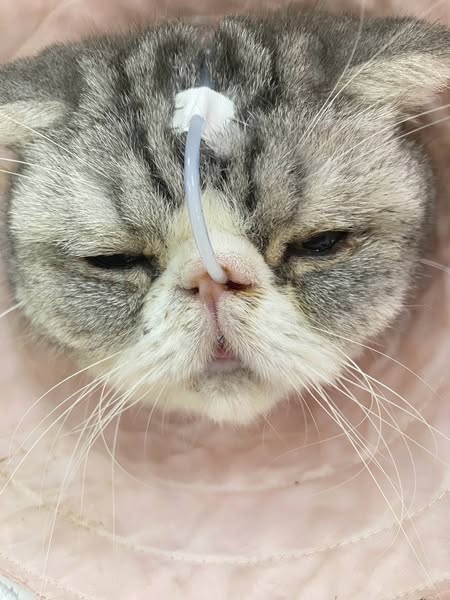 飼主控蘇澳寵物旅館照護疏失　一月內五貓三狗生病死亡