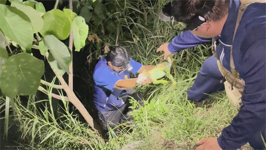 屏東縣府積極抓捕 綠鬣蜥大量出沒屏東市區 嚇壞目睹民眾