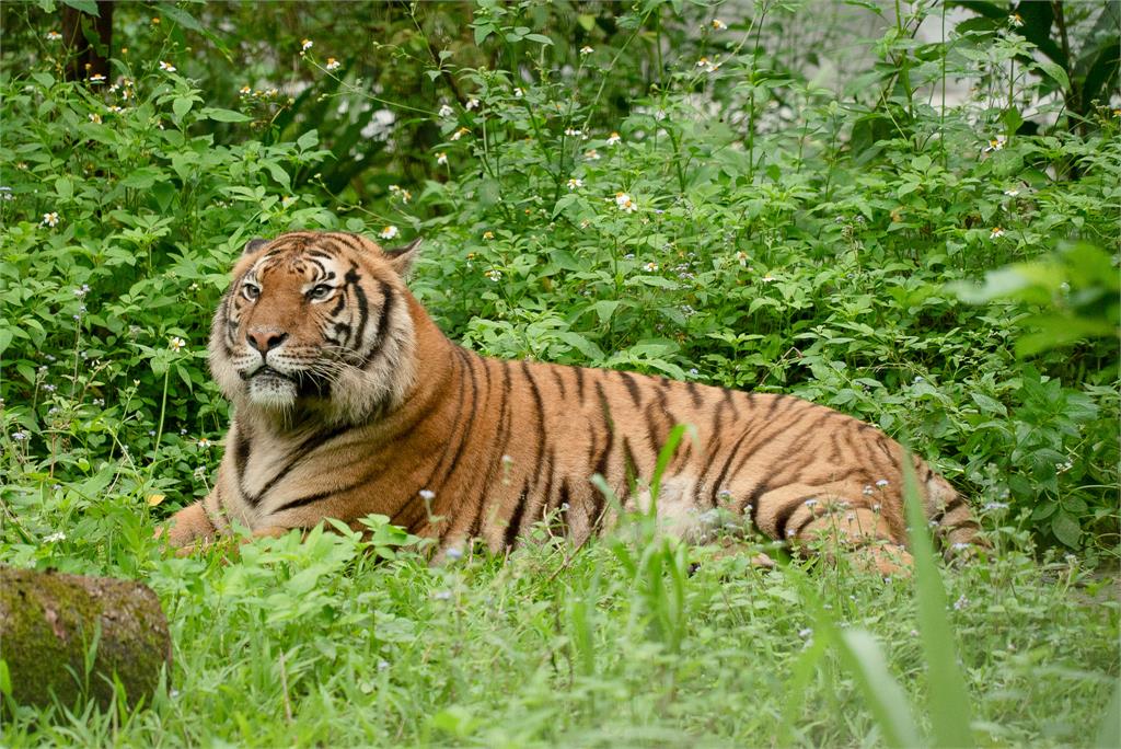 快新聞／畫面曝！馬來虎出閘台北動物園　小朋友嗨喊：我看到老虎了