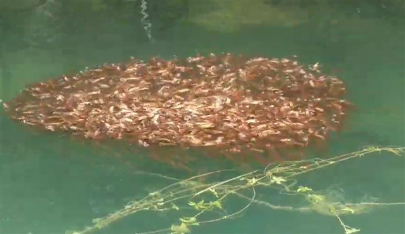 日月潭「惡霸」魚虎繁殖期升警戒！上千隻「死亡泡泡」竄出水面全被拍