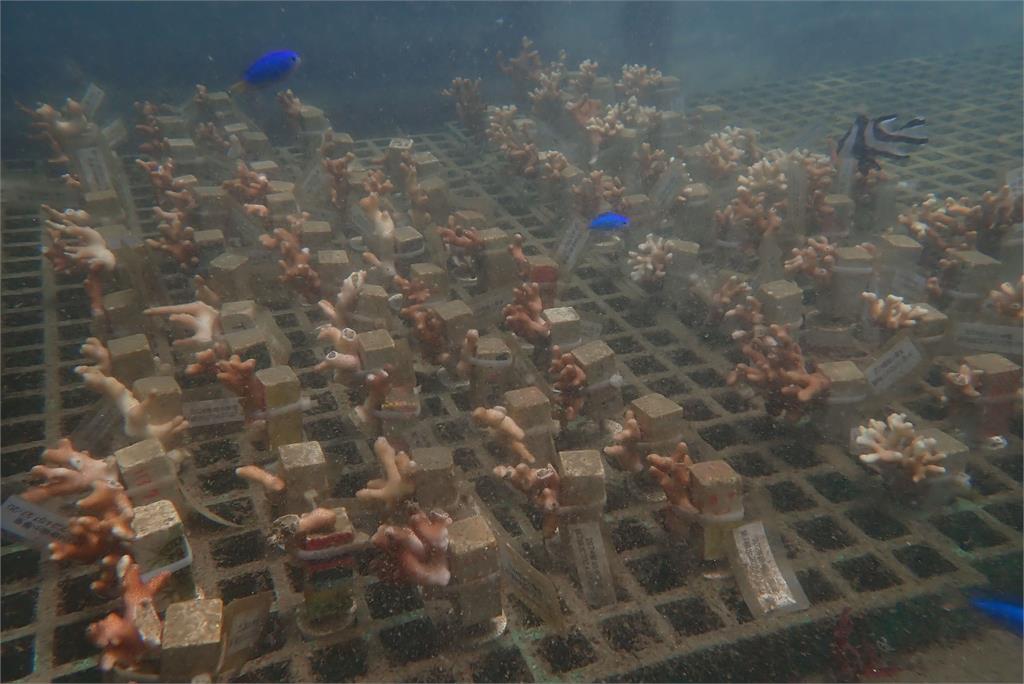 新北漁海共好拚永續 將推刺網全面退出東北角 打造貢寮珊瑚海岸
