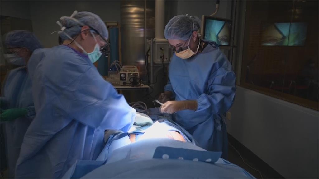 美國腎臟移植實驗突破　基改豬腎移植人體54個小時未見排斥