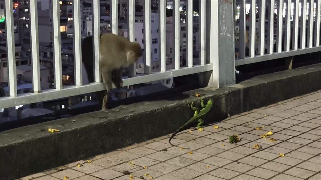 獵龍新達人！高雄彌猴抓綠鬣蜥把玩　網友反應曝光