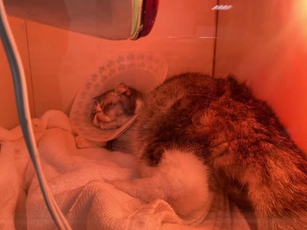 飼主控蘇澳寵物旅館照護疏失　一月內五貓三狗生病死亡
