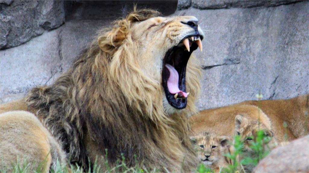 丹麥動物園募集「棄養寵物」餵猛獸！模仿自然食物鏈網驚嘆：這太狠了