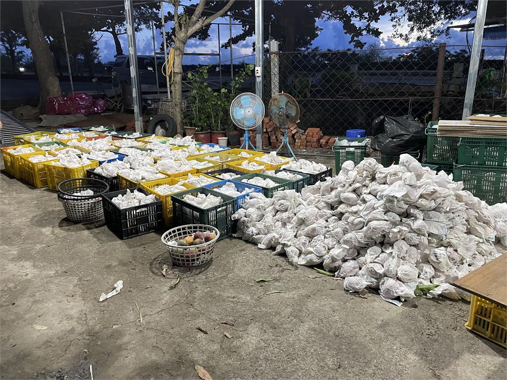 「救救小農」屏東芒果危機還在！沒透過農會銷售：3000多箱沒出路