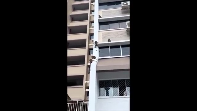 猴版「不可能任務」？野猴大軍入侵新加坡住宅區　高速攀牆比蜘蛛人還猛