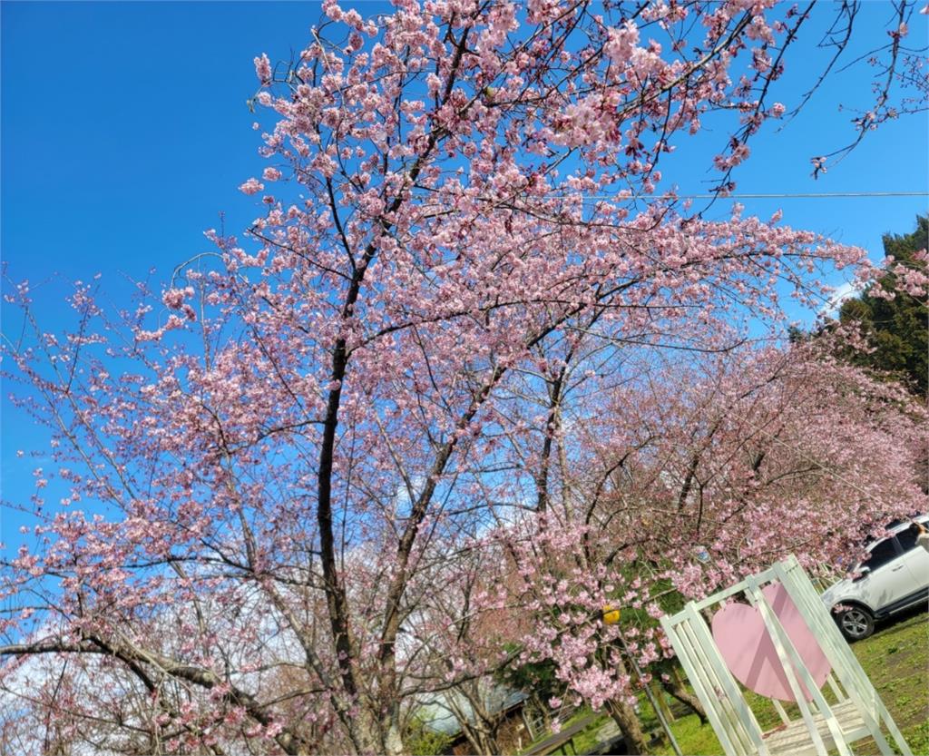 拉拉山賞櫻秘境「不開放散客入園」防群聚!網嘆:今年殘念了
