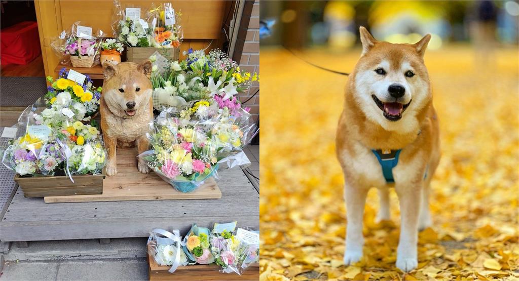 日本百萬網紅「療癒系柴犬」離世!雕像旁「塞滿花束」惹鼻酸 昔登時尚雜誌…百萬網紅「療癒系柴犬」離世!雕像旁「塞滿花束」惹鼻酸