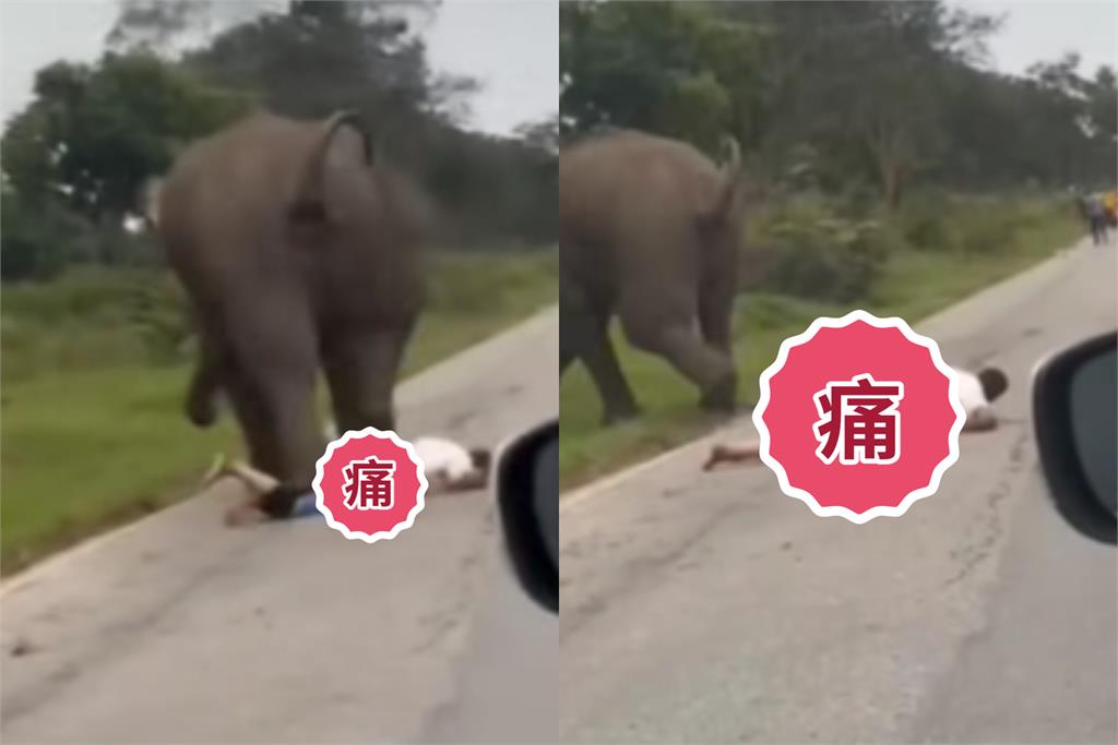 男拍照「開閃光燈」惹怒大象！遭瘋狂慘踏「內褲都被扒掉」屁股蛋全看光