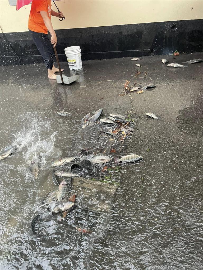 快新聞/苗栗滿地是魚奇景曝光