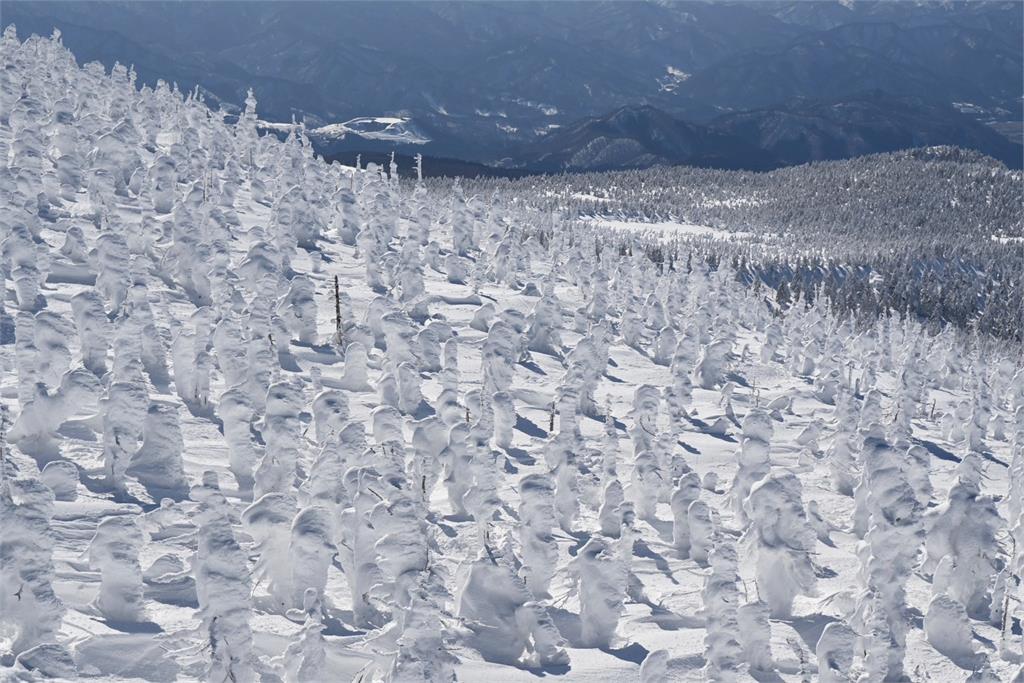 全球暖化讓雪怪說再見？日本知名千年「藏王樹冰」恐看不到　時間點曝光