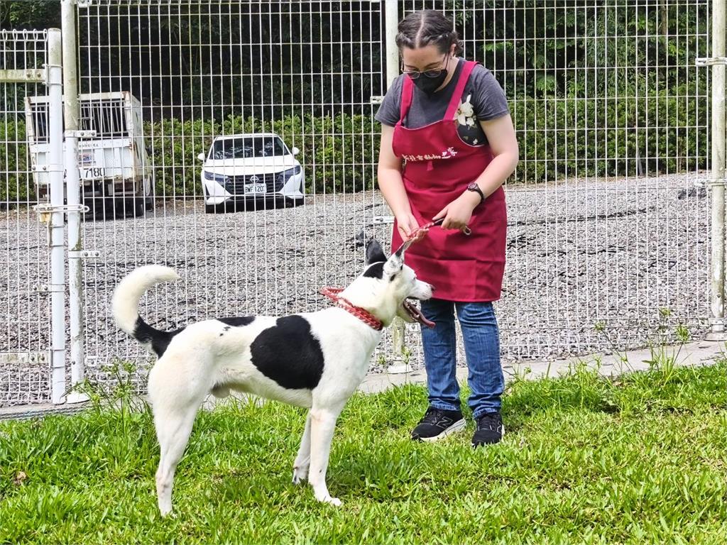 快新聞／貓狗住豪宅！「全國最夢幻動物之家」榮獲兩大獎　園區設計全曝光