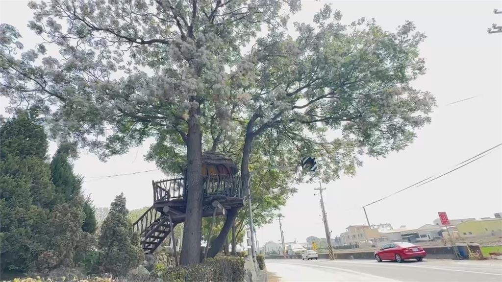 雲林美翻了！虎尾木棉花綻放「橘紅花海」　莿桐鄉「鳥巢樹屋」超夢幻