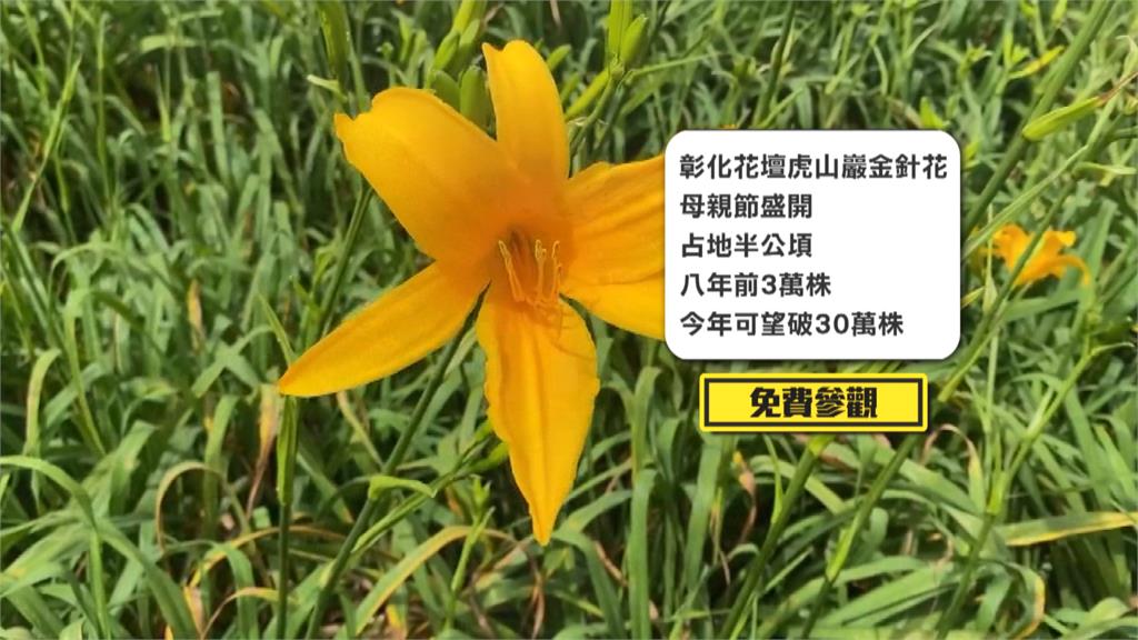 賞花又能有金針花料理吃! 花壇虎山巖「母親花」週末滿開