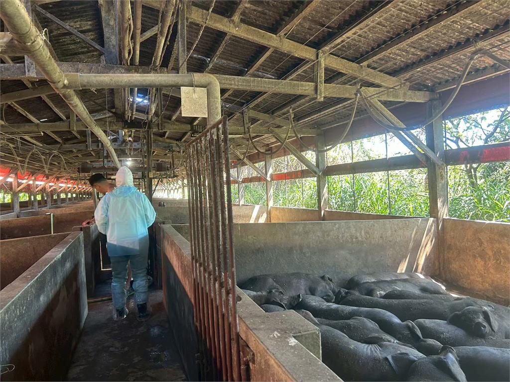 快新聞／新北市府出手了！防非洲豬瘟再次入侵　「三管齊下」新做法一次看