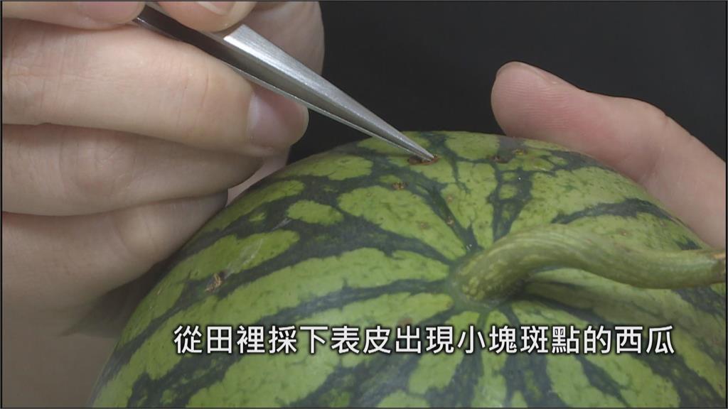 農作物生病也有醫生看! 桃13區農會唯一植物診療師在觀音