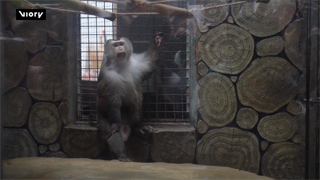瞇眼噘嘴、擺pose樣樣行! 中國貴州動物園豚尾猴爆紅