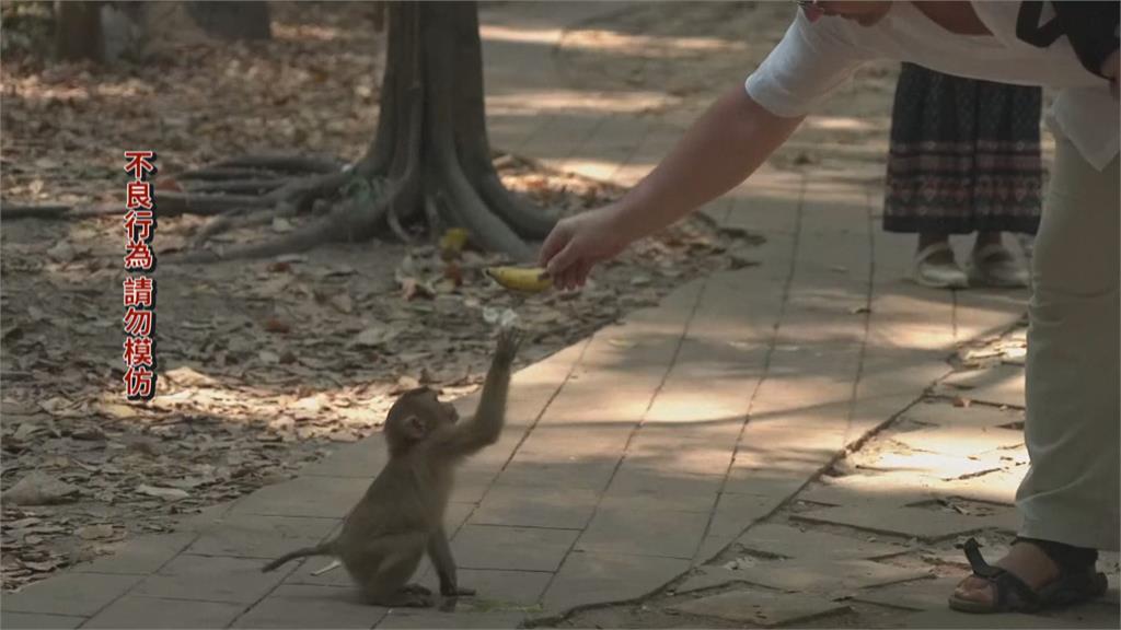 網紅賺流量近距離拍攝餵食猴子　吳哥窟政府要查了