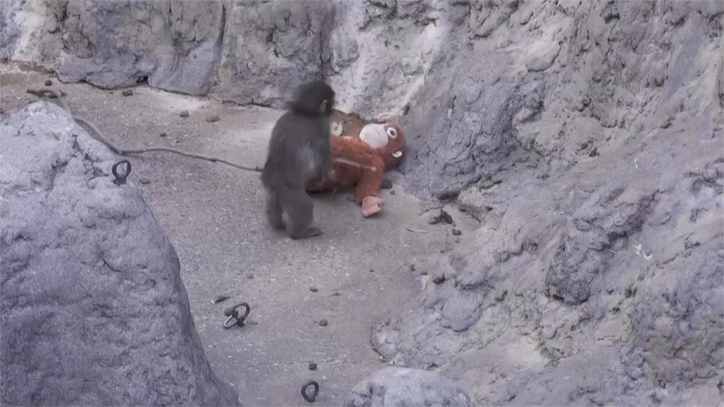 獼猴Panchi「把布偶當媽媽」爆紅！ 美網紅欲開價收購惹議